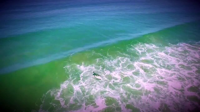 Quand un drone filme des requins au milieu des surfeurs californiens...
