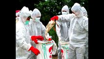 Warning!! Deadly Bird Flu Virus Spreading Worldwide Africa Japan UK USA