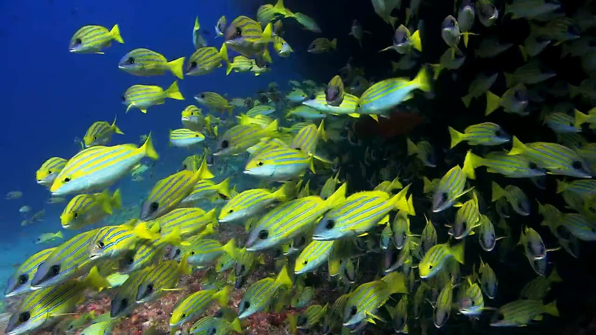 fondo de pantalla de peces en HD con movimiento - video Dailymotion