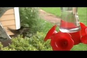 Hummingbird Feeding Frenzy