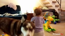 'Cute Siberian Husky Dogs Love Babies' Compilation 2015 - FunnyTV