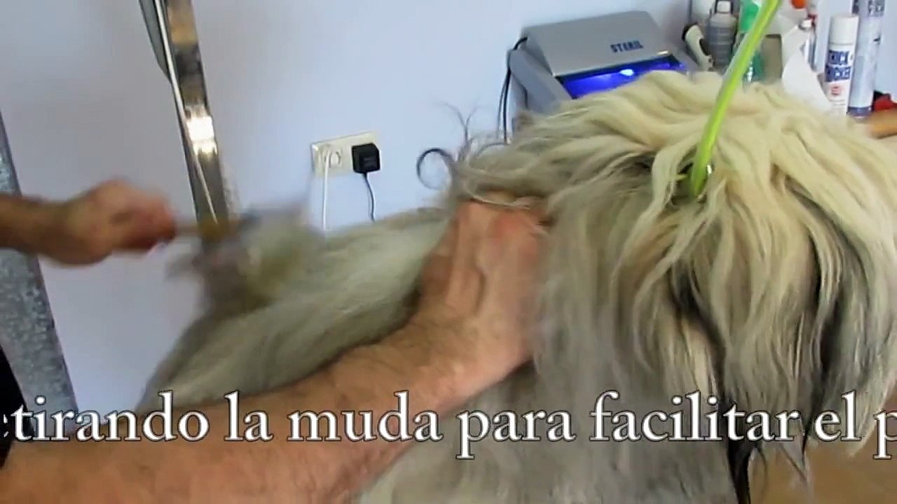 PELUQUERIA CANINA  PERRO PASTOR CATALAN, GOS D'ATURA