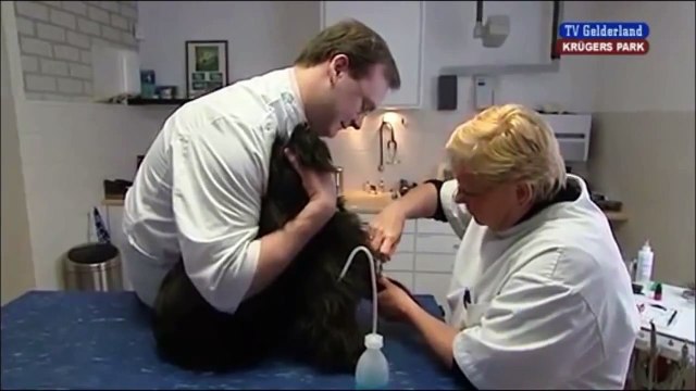 Het plaatsen van een beugel bij een hond