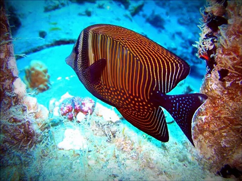 Loud Desert (Chillout Arabic Music Mix) (Oriental Music Mix)