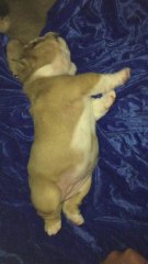 Precious 2-week-old puppy can't roll over