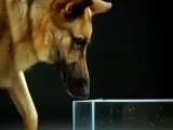 Cachorros bebendo água em câmera lenta