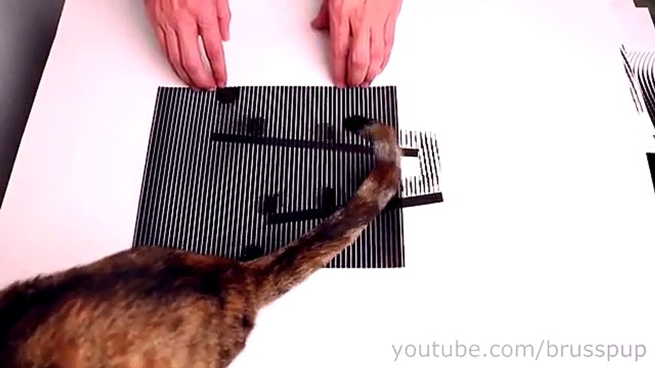 Amazing Animated Optical Illusions! #6