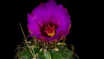 Mesmerizing time lapse featuring blooming flowers