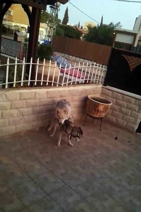 ריבר-  Mate and get stuck (siberian husky) 1