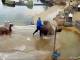 Gigantesca morsa divierte con sus abdominales en parque acuático Dolfinarium de Harderwijk