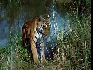 Tiger Vs Wild Dogs(Dholes) Pack, Tiger Kill/Chase Away Wild dogs Pack.
