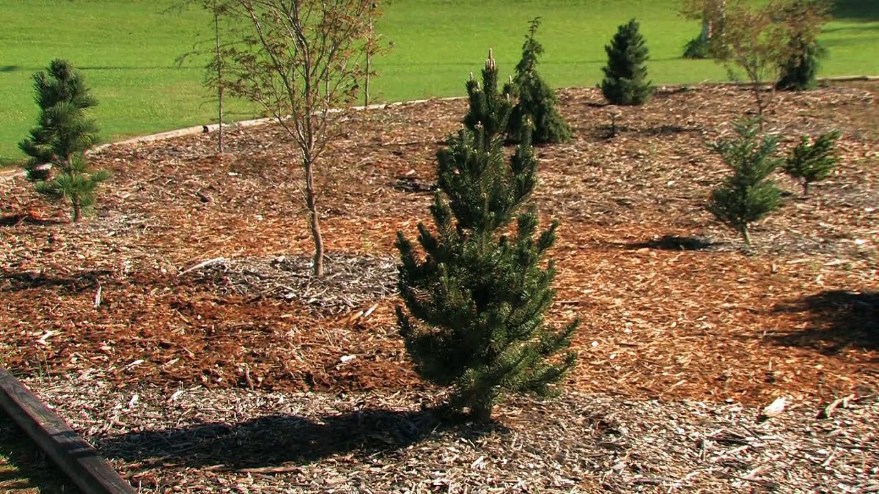 Pinus Thunbergii 'Kotobuki' HD