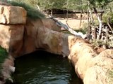 La Hiena nadadora y buceadora del Bioparc de Valencia.