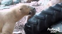 Cheeky polar bear cub at Aalborg Zoo!