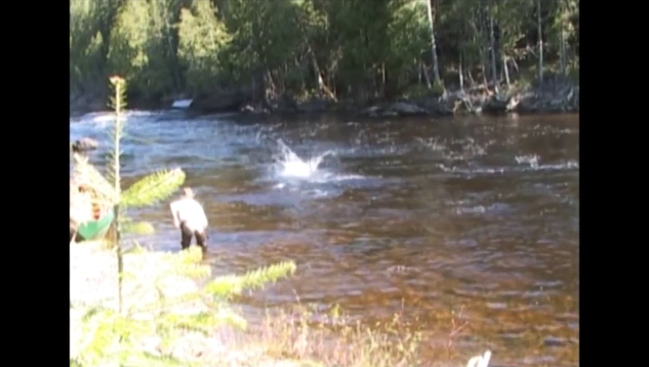 Pêche au saumon à la mouche