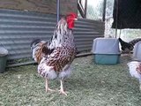Splash blue laced red Wyandotte rooster