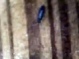 Book louse crawling on a wood floor