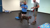 Shelly's Progress After Week 3 Of Dog Aggression Rehabilitation | K9 Connection | Buffalo, NY