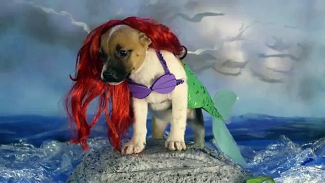Adorable Disney Puppies in Slow Motion _ Oh My Disney