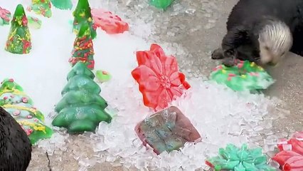 All Our Otters Want for Christmas are...Ice Treats!