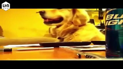 xeywaan tartamaayo ila qosol