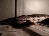 Jed The Blood Python Not In A Good Mood.