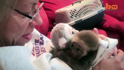 Aping Around_ Hat Wearing Primate Bumps Around The House