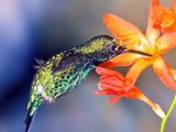 Humming-bird ♣♥♣ Colibri : The magic of colors