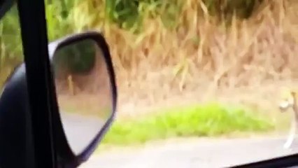 Imágenes de un perro que carga un pequeño mono causan revuelo en las redes