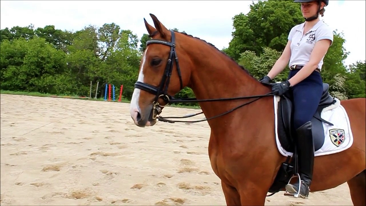 virtuel dn dressage horse for sale