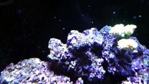 Reef tank update