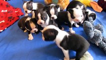 AKC Champion Sired Boston Terrier Puppies For Sale