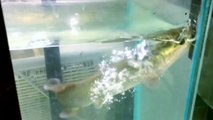 Arapaima gigas feeding on Jumbo Krill