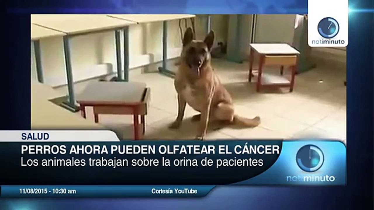 Científicos revelaron que los perros pueden ser entrenados para olfatear el cáncer