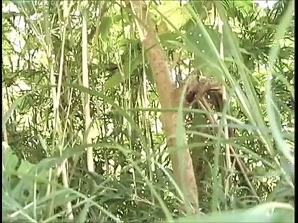 クワガタ採集記１　～夏のトカラ列島～