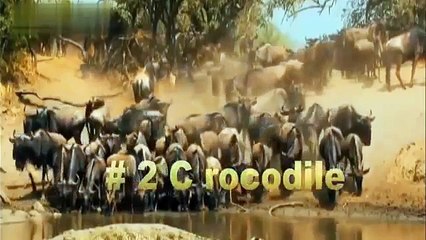 Top Animal Best Predatory Strategy 2015