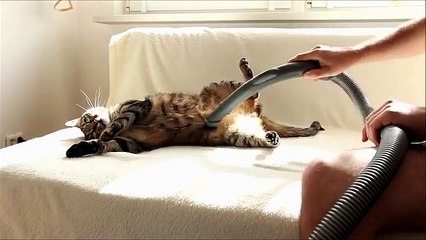 Bobo Cat Really Loves Being Vacuumed