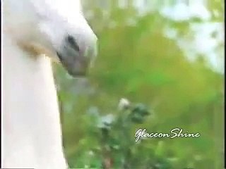 | Unicorns | * Fairy Dance *