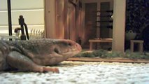 savannah monitor eats 2 feeder mice