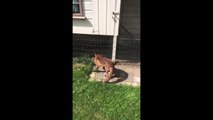 Que se passe-t-il quand un renard se fait filmer de trop prêt ... Attention choc !