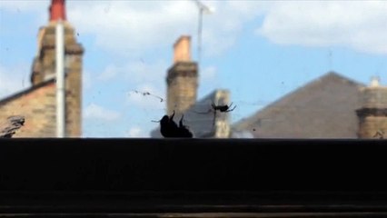 Bumblebee in spider's web rescued by other bumblebee