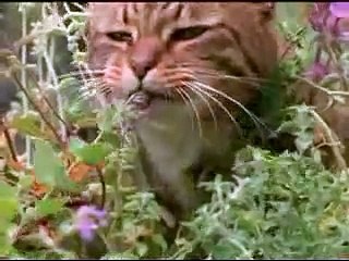 GATOS DROGADOS - DRUG CATS - NEBEDA - NEPETA - HIERBA GATERA