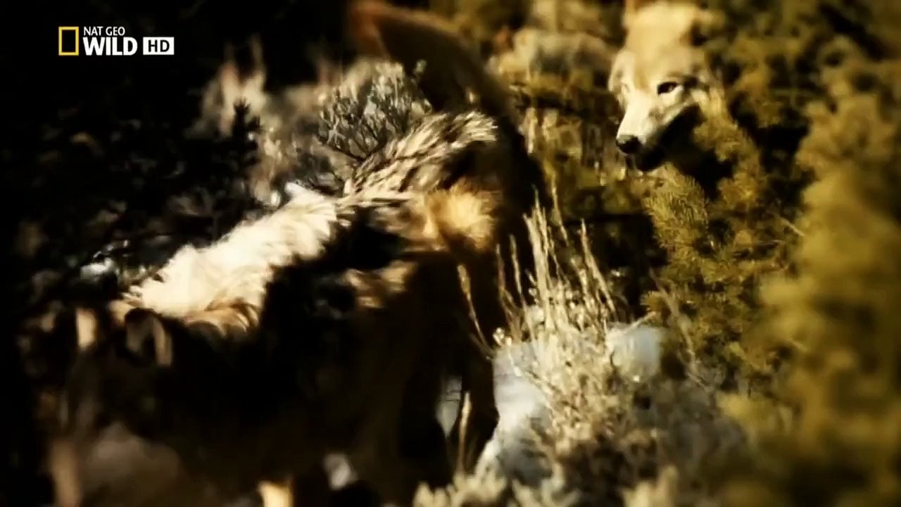 El Puma Contra El Lobo - HD