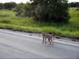 A Yellow Baboon on the Road in Tanzania, Africa