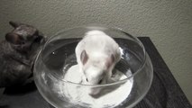 Baby chinchilla dust bath - WILD!