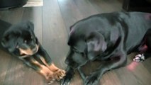 Check out the funny noises the Labradors making while playing with our Rottie puppy!