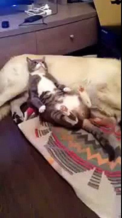 [Cats and Dogs]  Funny with a cat sleep with dog dare blatantly