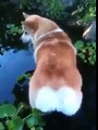 [Cats and Dogs]  Funny Corgi no tail