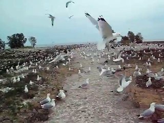 B-b-b-bird, Bird, Bird, B-bird's the Word