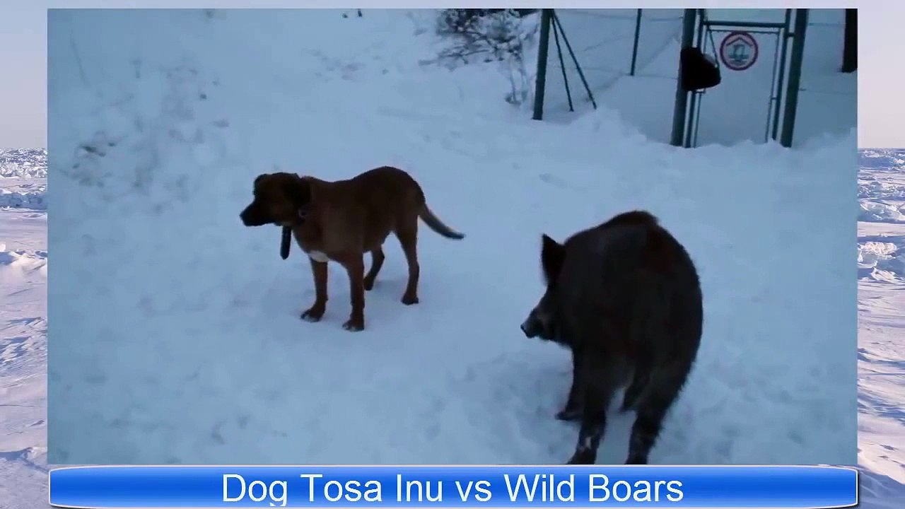 Animal Fights 2015 Hunting Dogs vs Wild Boar part 1 video Dailymotion